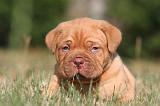 DOGUE DE BORDEAUX 345